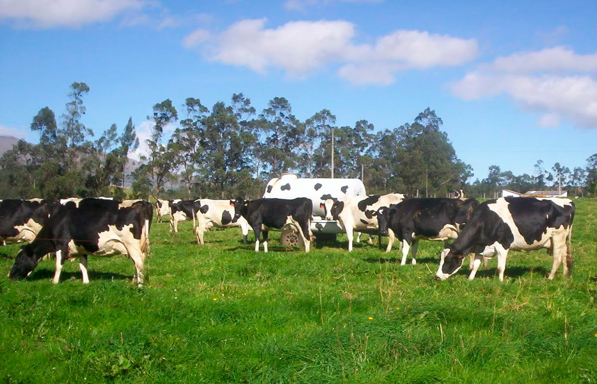 ¿Sabías qué la campilobacteriosis bovina es una de las causas más frecuentes de infertilidad bovina en Uruguay? post thumbnail image